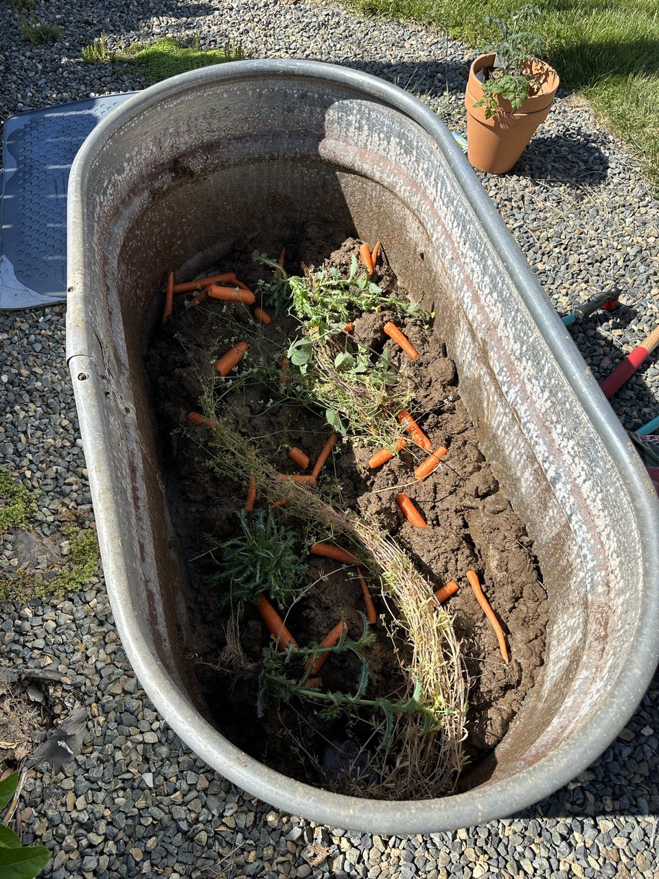 Composting weeds and some veggies that went bad